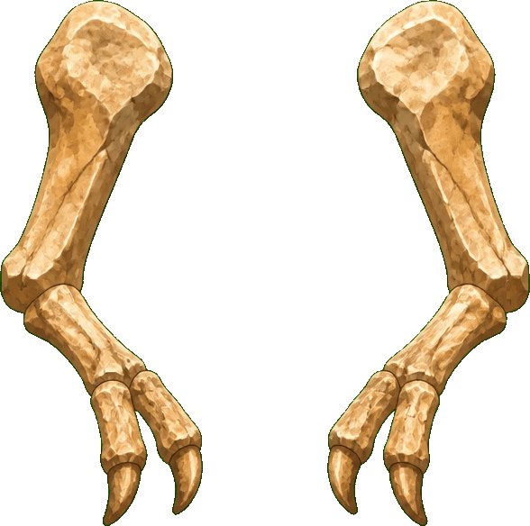 Mineral fossil forelimb